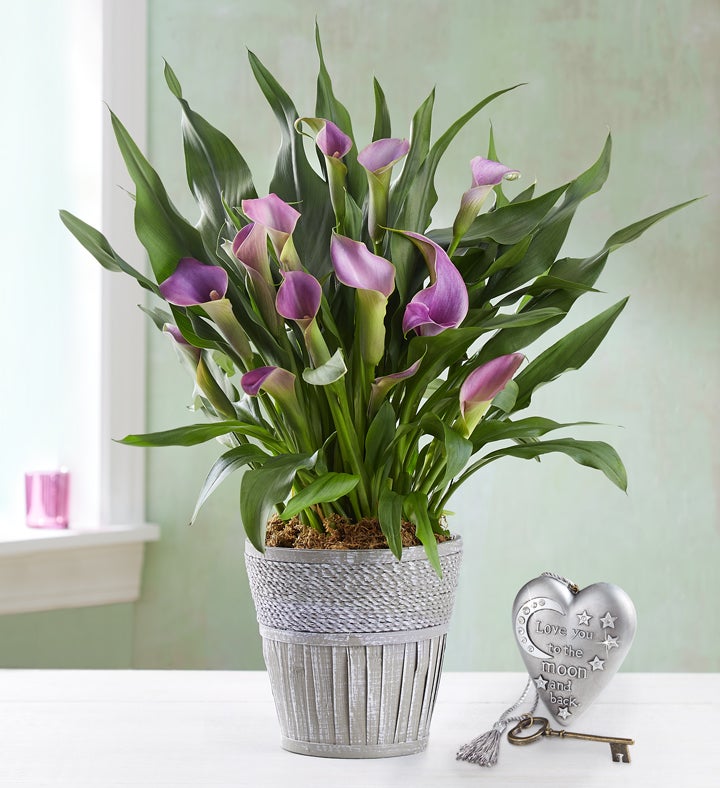 Lovely Calla Lily